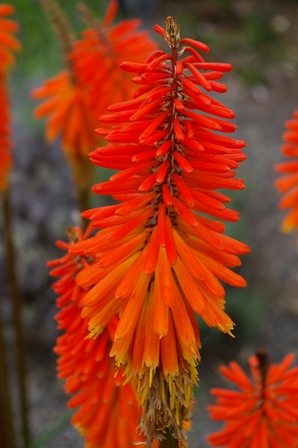 Kniphofia 'Alcazar'