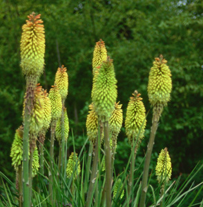 Kniphofia citrina