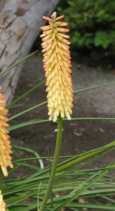 Kniphofia 'Cobra'