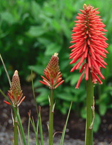 Kniphofia 'Coral Glow'