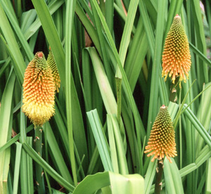 Kniphofia linearifolia