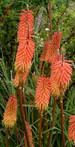 Kniphofia 'Orange Crush'