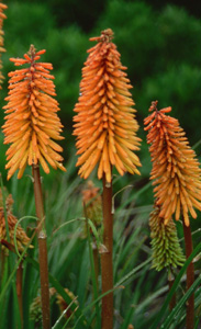 Kniphofia 'Shining Sceptre'