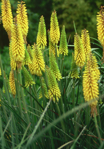 Kniphofia 'Sunningdale Yellow'