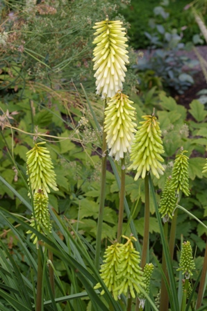 Kniphofia 'Toffee Nosed'