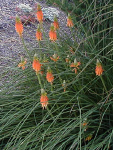 Kniphofia triangularis