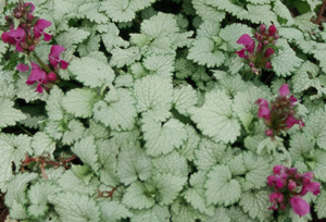 Lamium 'Ghost'