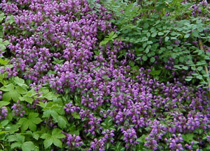 Lamium maculatum 'Chequers'