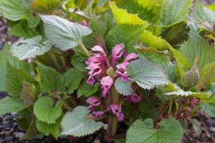 Lamium orvala