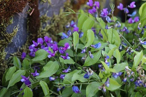 Lathyrus vernus