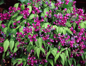 Lathyrus vernus