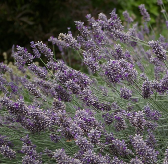 Lavandula 'Ana Luisa'