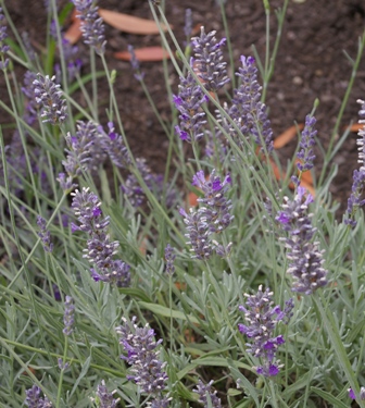 Lavandula 'Andreas'