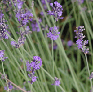 Lavandula 'Buena Vista'