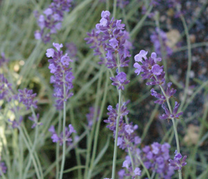 Lavandula 'Carolyn Dille'