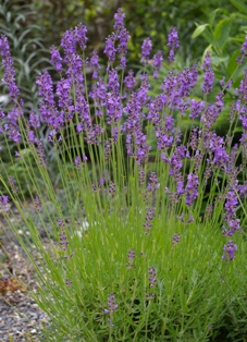 Lavandula 'Dwarf Blue'