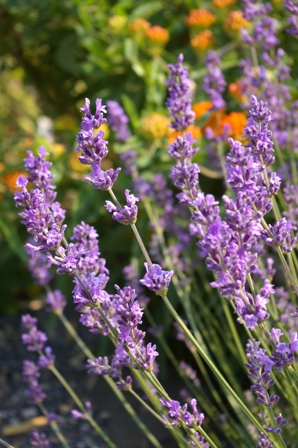 Lavandula 'Fiona English'