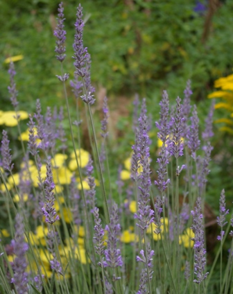 Lavandula 'Fragrant Memories'