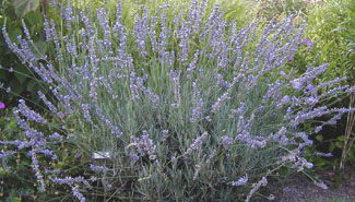 Lavandula 'Fred Boutin'