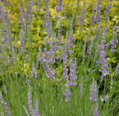 Lavandula 'Grappenhall'