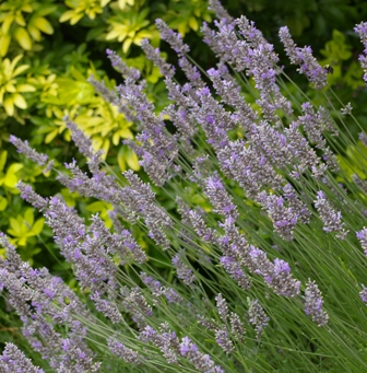 Lavandula 'Grosso'