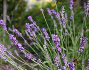 Lavandula 'Helen Batchelder'