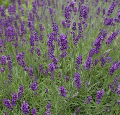 Lavandula 'Hidcote'