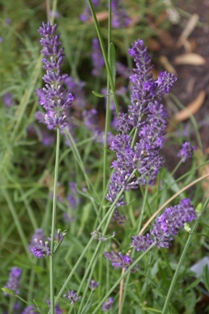 Lavandula 'Impress Purple'