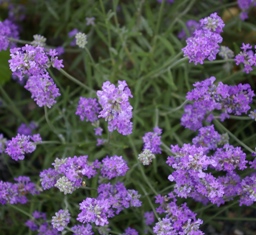 Lavandula 'Irene Doyle'