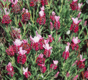 Lavandula 'Kew-Red'