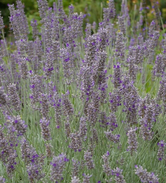 Lavandula 'Lisa Marie'