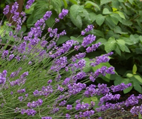 Lavandula 'Loddon Blue'