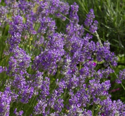 Lavandula 'Martha Roderick'