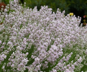 Lavandula 'Melissa'