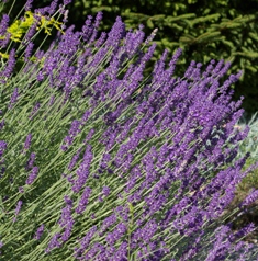 Lavandula 'Mitcham Grey'