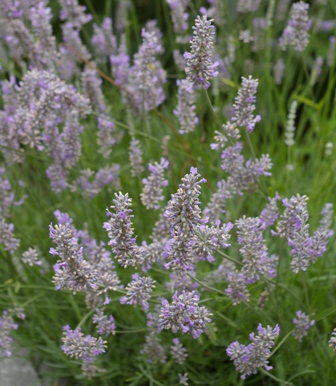 Lavandula 'Provence'