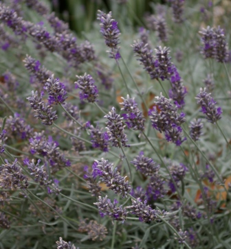 Lavandula 'Richard Gray'