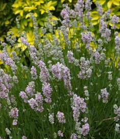 Lavandula 'Rosea'