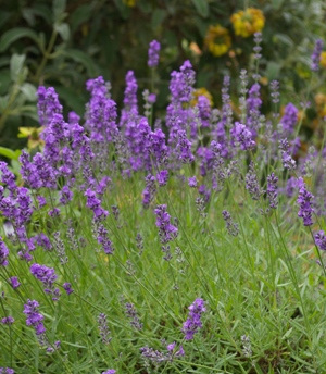 Lavandula 'Sachet'