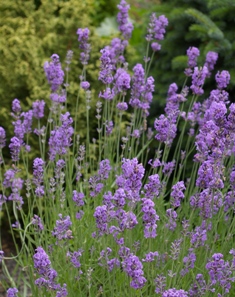 Lavandula 'Seal's Seven Oaks'