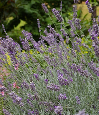 Lavandula 'Silver Frost'