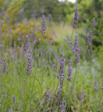 Lavandula 'Spike'