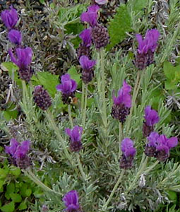 Lavandula stoechas ssp. pedunculata