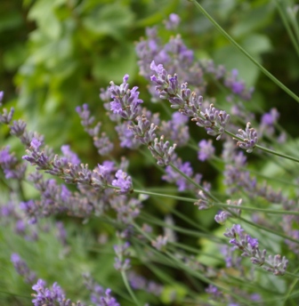 Lavandula 'Susan Belsinger'