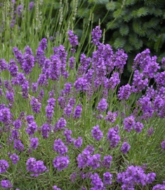 Lavandula 'Tucker's Early Purple'