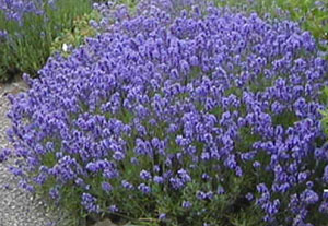 Lavandula 'Twickel Purple'