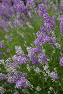 Lavandula 'Victorian Amethyst'