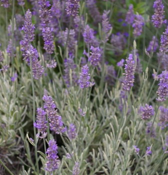 Lavandula 'Walberton's Silver Edge'