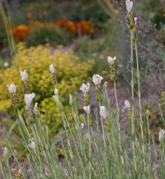 Lavandula 'White Flags'