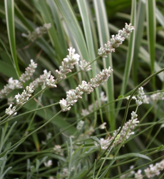 Lavandula 'White Hedge'